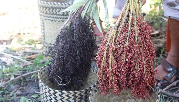 Ada beragam jenis sorgum. Dua di antaranya adalah sorgum hitam dan merah. (Foto: Gregorius Afioma)