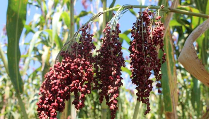 Bulir-bulir sorgum yang siap dipanen. (Foto: Gregorius Afioma)