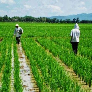 Ilustrasi sawah