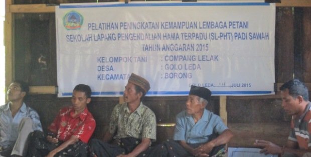 Pembukaan SLPHT Kelompok Tani Compak Lelak di Desa Bangka Leda, Kecamatan Borong (Foto: Yulianus Arrio/Floresa)