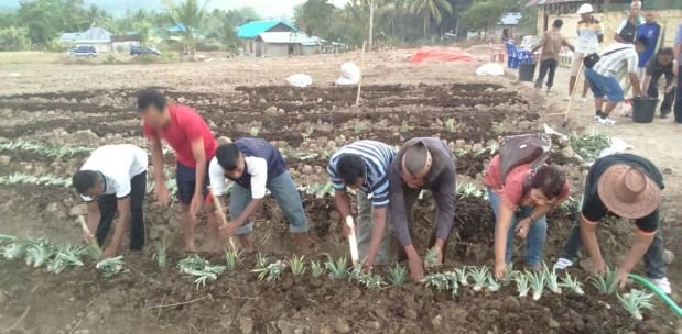 Tanaman nanas sedang ditanam di salah satu lokasi di Mabar (Foto: Ardy Abba/Floresa)