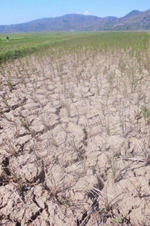 Kondisi lahan sawah di Lingko Kempet-Lodok Cara, Desa Meler, Kecamatan Ruteng, Kabupaten Manggarai, Nusa Tenggara Timur (NTT) yang sudah mengering. (Foto: Ardy Abba/Floresa)