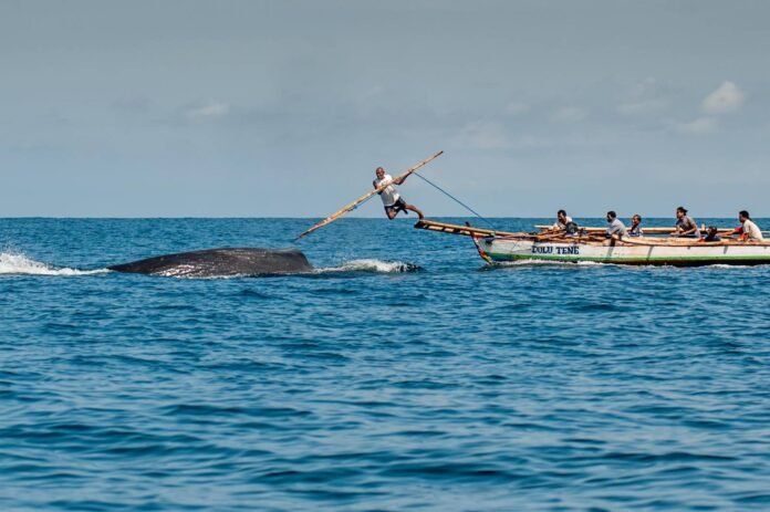 Seorang lamafa atau pemimpin perahu berancang-ancang menombak paus. Foto diambil pada 26 April 2017 di Laut Sawu