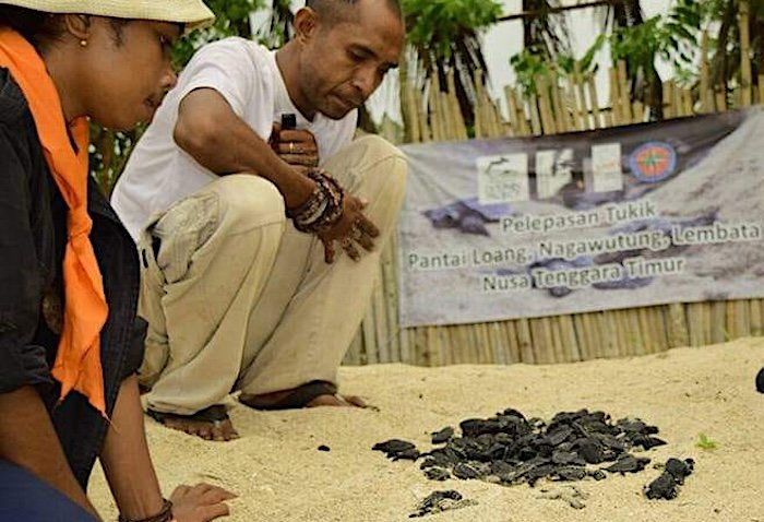 Pelepasan tukik oleh Polikarpus Bala dan relawan di perairan Pantai Loang.