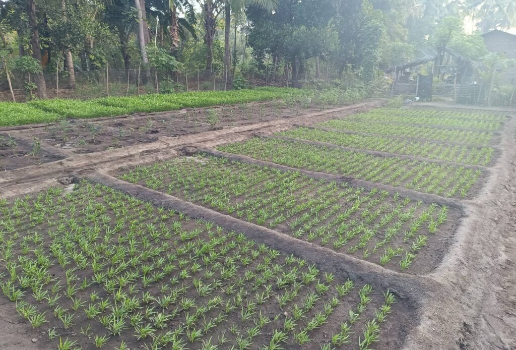 Kebun sayur Yos Keraf